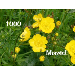 Carte merci 1