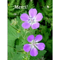 Carte merci 3