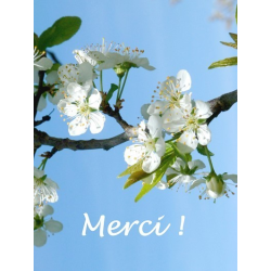 Carte merci 4