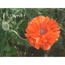 Carte merci 7