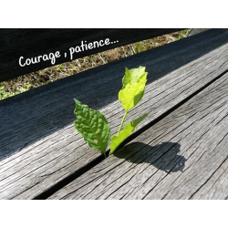 Carte courage 1