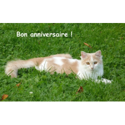Carte anniversaire 2