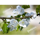 Carte d\'encouragement - Courage - Branche d\'arbre en fleurs 