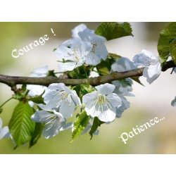 Carte courage 3