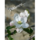 Carte "Patience" - Rameau d\'arbre en fleurs 