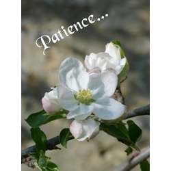 Carte courage 4