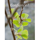 Carte "Confiance!" - Rameau de feuilles vertes 