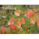 Carte d\'encouragement "Patience" - Couleurs d\'automne 