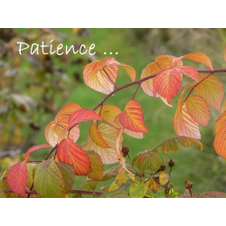 Carte courage 7