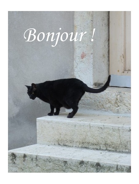 Carte Avec Un Chat Qui Dit Bonjour