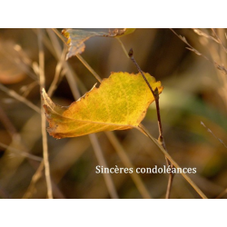 Carte condoléances 6