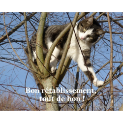 Carte Un chat pour souhaiter un bon rétablissement