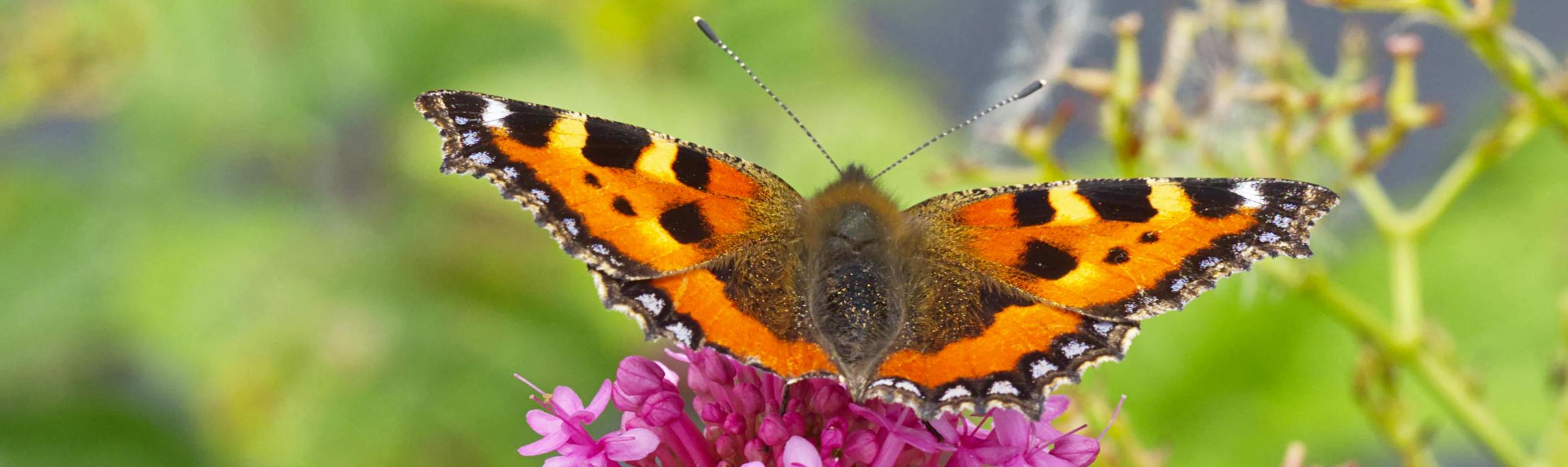 Découvrez nos fabuleux soins aux fleurs! image